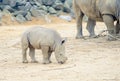 Baby rhino eating Royalty Free Stock Photo