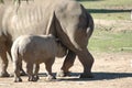 Baby Rhino Feeding Royalty Free Stock Photo