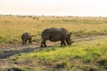 baby rhino follows its mother. Rhinos eat dry grass in Nairobi National Park. Kenya. wild African nature Royalty Free Stock Photo