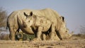 Baby rhino in front of mother