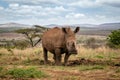 Baby rhino grazing in a lush African landscape with ears raised Royalty Free Stock Photo