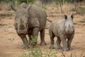 A baby rhino and his mother in the Kruger National Park Royalty Free Stock Photo