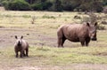 Baby Rhino and its mother Royalty Free Stock Photo