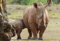Baby rhino with its mother in Africa Royalty Free Stock Photo