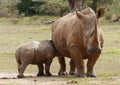 Baby rhino with its mother in Africa Royalty Free Stock Photo