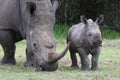 Baby Rhino and Mother Royalty Free Stock Photo