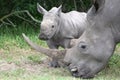 Baby Rhino and Mother Royalty Free Stock Photo