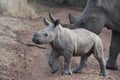 Baby Rhino and Mother Royalty Free Stock Photo