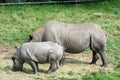 Baby rhino with mother grazing outside Royalty Free Stock Photo