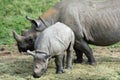 Baby rhino with mother grazing outside Royalty Free Stock Photo