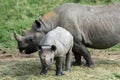 Baby rhino with mother grazing outside Royalty Free Stock Photo