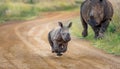 Baby Rhino running Royalty Free Stock Photo