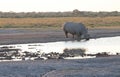 BABY RHINO STANDING BEHIND ADULT MOTHER DRINKING WATER AT SUNDOWN IN AN AFRICAN LANDSCAPE