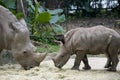 Baby rhinoceros Royalty Free Stock Photo