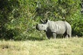 Baby rhinoceros Royalty Free Stock Photo