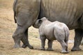 Baby rhinoceros feeding Royalty Free Stock Photo