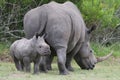 Baby Rhinoceros and Mom