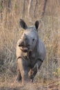 Baby rhinoceros Royalty Free Stock Photo