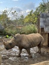 a baby rhino walking in the mud with it's mother Royalty Free Stock Photo