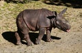 Baby Rhinoceros Royalty Free Stock Photo