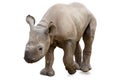 Baby rhinoceros on white Royalty Free Stock Photo