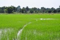 Baby rice in fields
