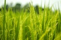 Baby Rice Paddy Plant in field