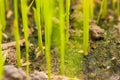 Baby rice tree at organic farm in daylight.