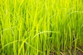 Baby rice tree at organic farm in daylight.