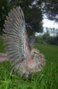 Baby Ring-necked Dove (Streptopelia capicola) Royalty Free Stock Photo