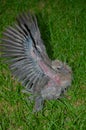 Baby Ring-necked Dove (Streptopelia capicola)