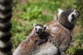 Baby Ring tailed Lemur Royalty Free Stock Photo