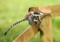 Baby Ring-Tailed Lemur Royalty Free Stock Photo