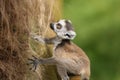 Baby Ring-Tailed Lemur Royalty Free Stock Photo