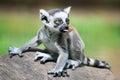 Baby Ring-Tailed Lemur II Royalty Free Stock Photo