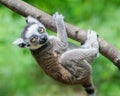 Baby Ring-Tailed Lemur III Royalty Free Stock Photo