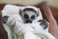 Baby ring-tailed lemur, Lemur catta, swaddled in a linen is looking at camera