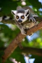 Baby Ring Tailed Lemur Royalty Free Stock Photo