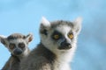 Baby ring-tailed lemur on moth Royalty Free Stock Photo