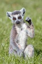 Baby Ring-Tailed Lemur Royalty Free Stock Photo