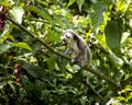 Baby ring tailed Lemur sitting on a tree branch