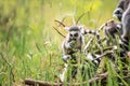 Baby Ring Tailed Lemur Royalty Free Stock Photo