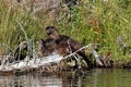 Baby River Otters