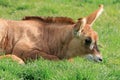 Roan antelope Hippotragus equinus