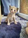 Baby Roan cat