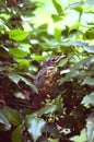 Baby Robin Royalty Free Stock Photo