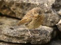 Baby Robin Royalty Free Stock Photo