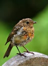 Baby Robin Royalty Free Stock Photo