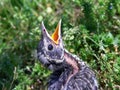 Baby Robin Royalty Free Stock Photo