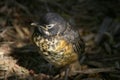 Baby Robin Royalty Free Stock Photo